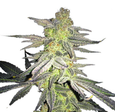 Blueberry